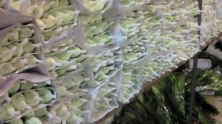 上海花市場バラ包装